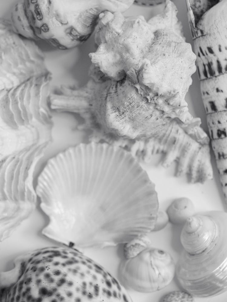 Black And White Sea Shells
