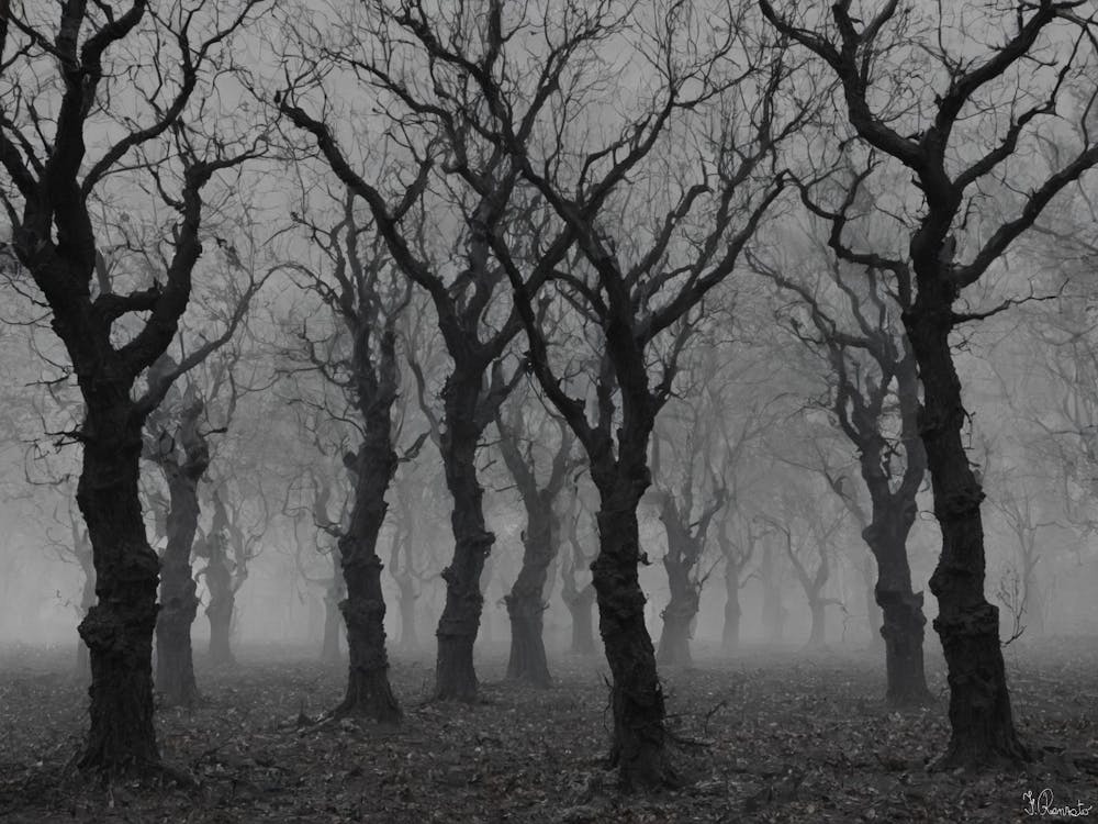 Dead Forest
