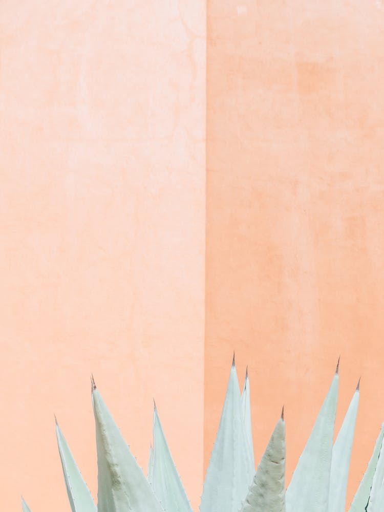 Terra Cotta Tips