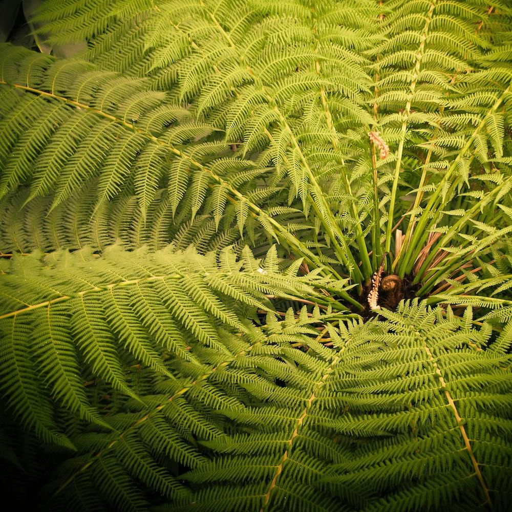 Fern in the Garden