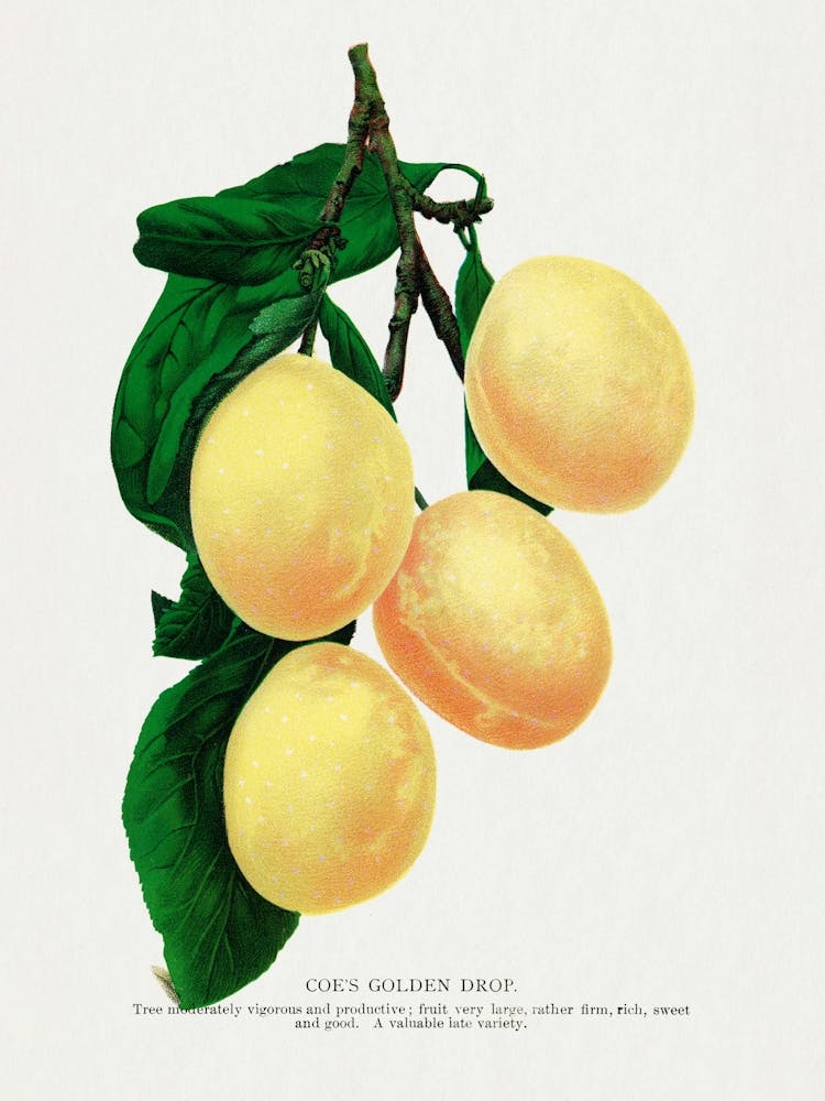 Vintage Botanical _2697929