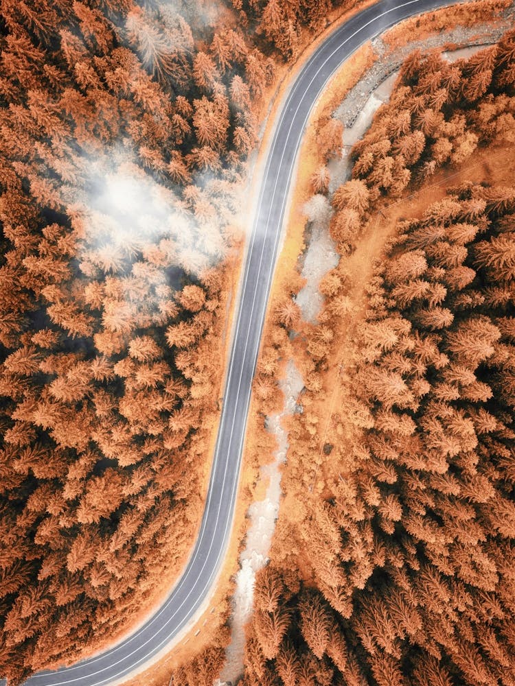 Aerial View Of A Pine Forest Road in Autumn 1