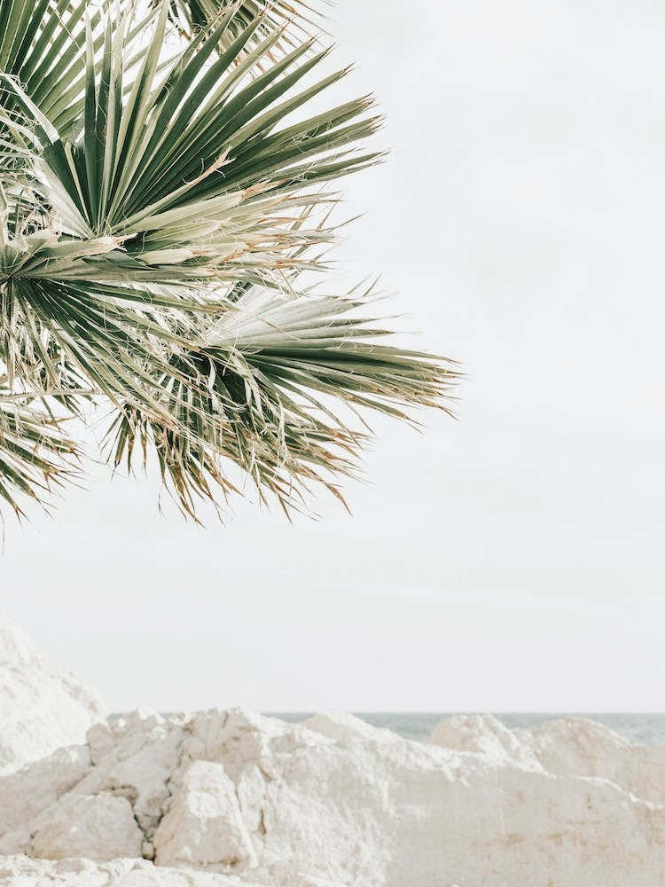 Palm Leaves Over Beach