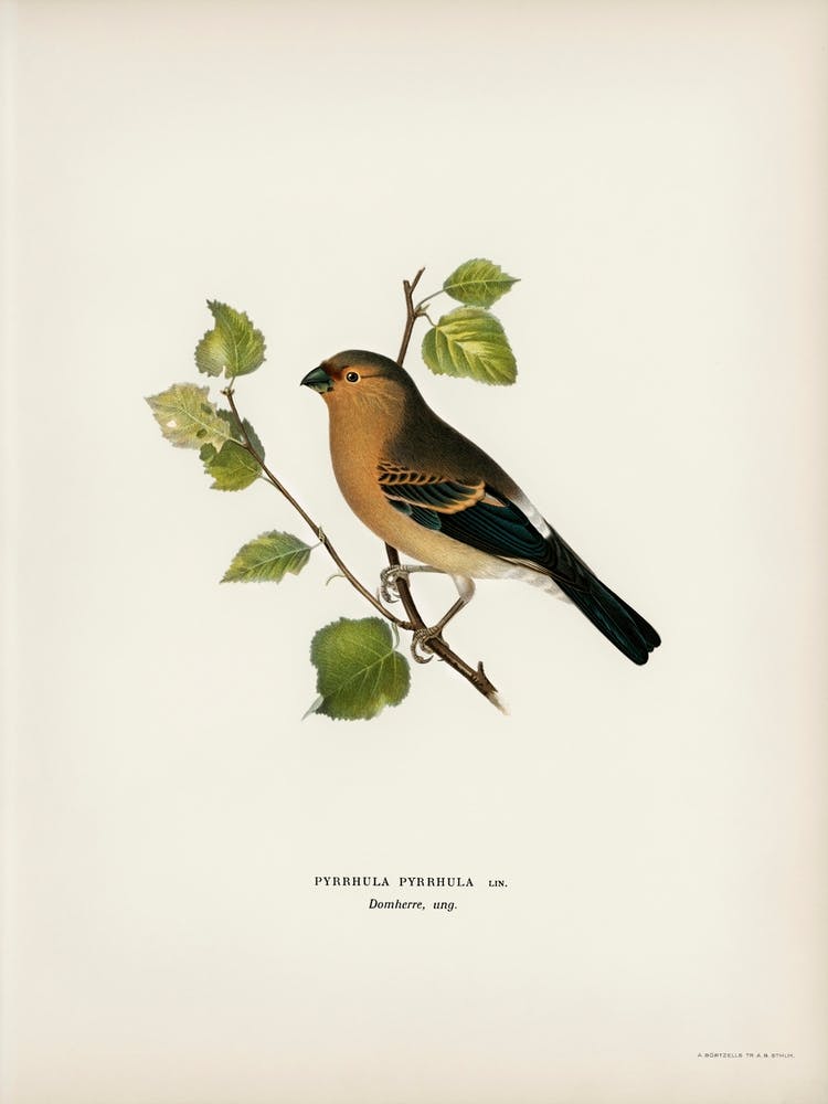 Eurasian Bullfinch (Pyrrhula Pyrrhula), The Von Wright Brothers