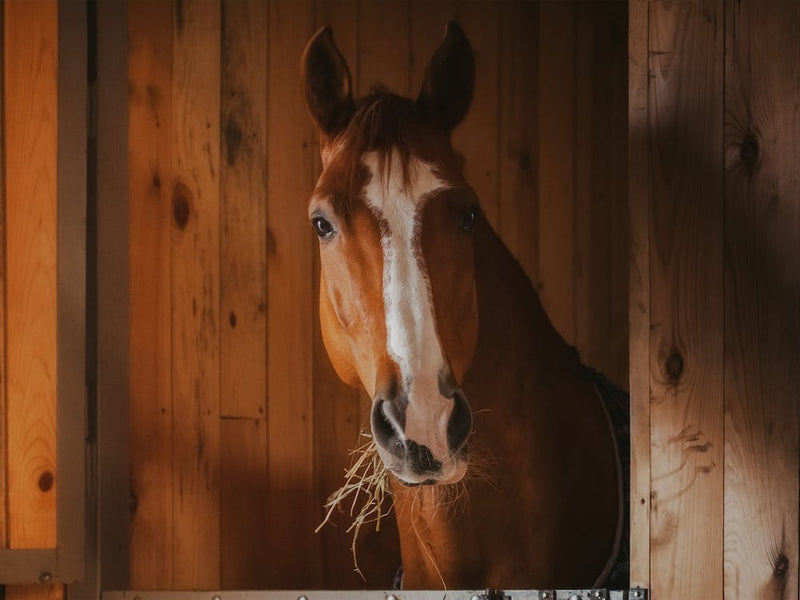 Pferd In Scheune