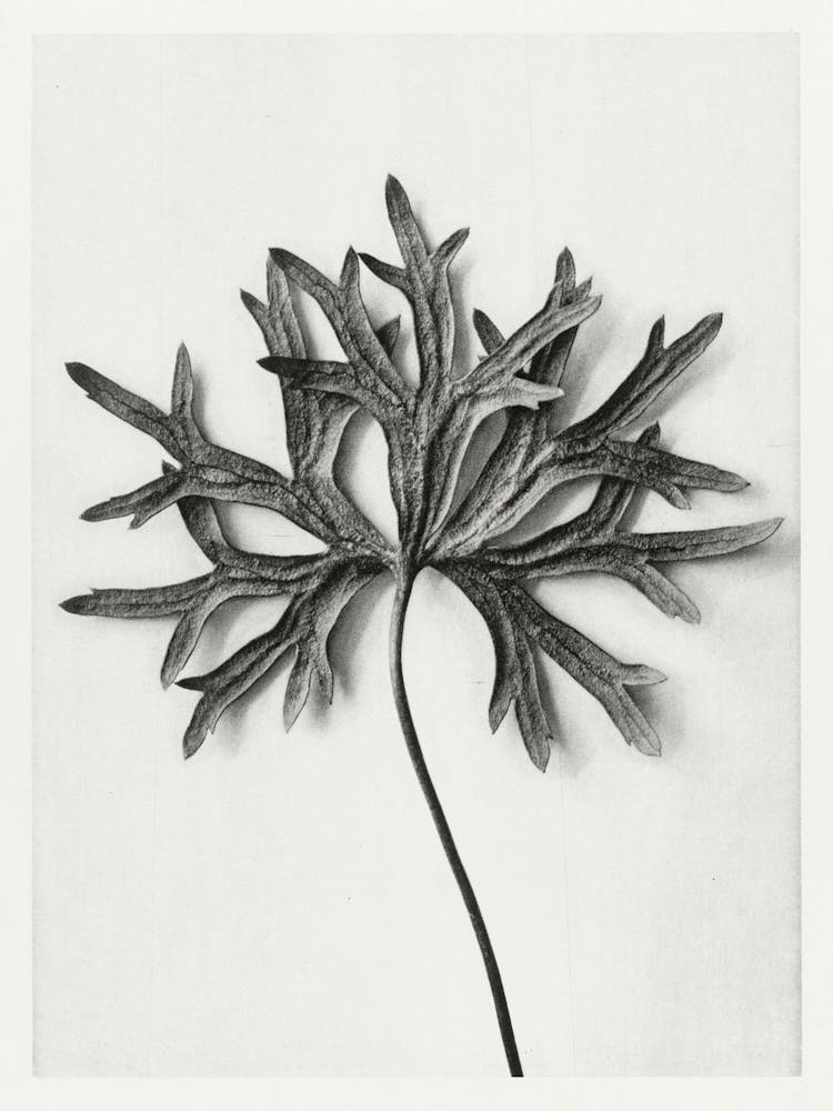 Yellow Monkshood Leaf (1928), Karl Blossfeldt