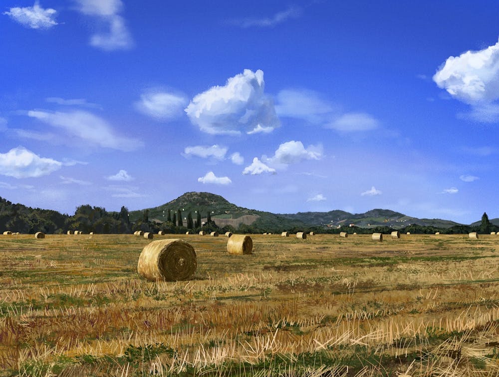 Summer field