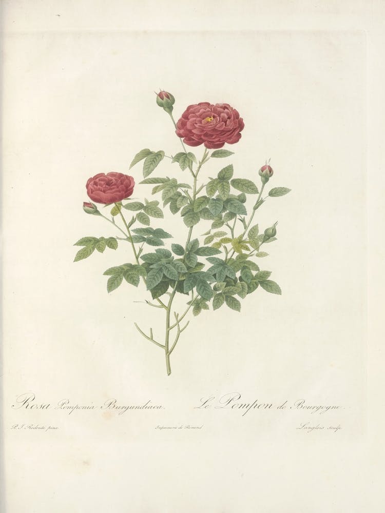 Rose Illustration, Pierre Joseph Redoute (74)