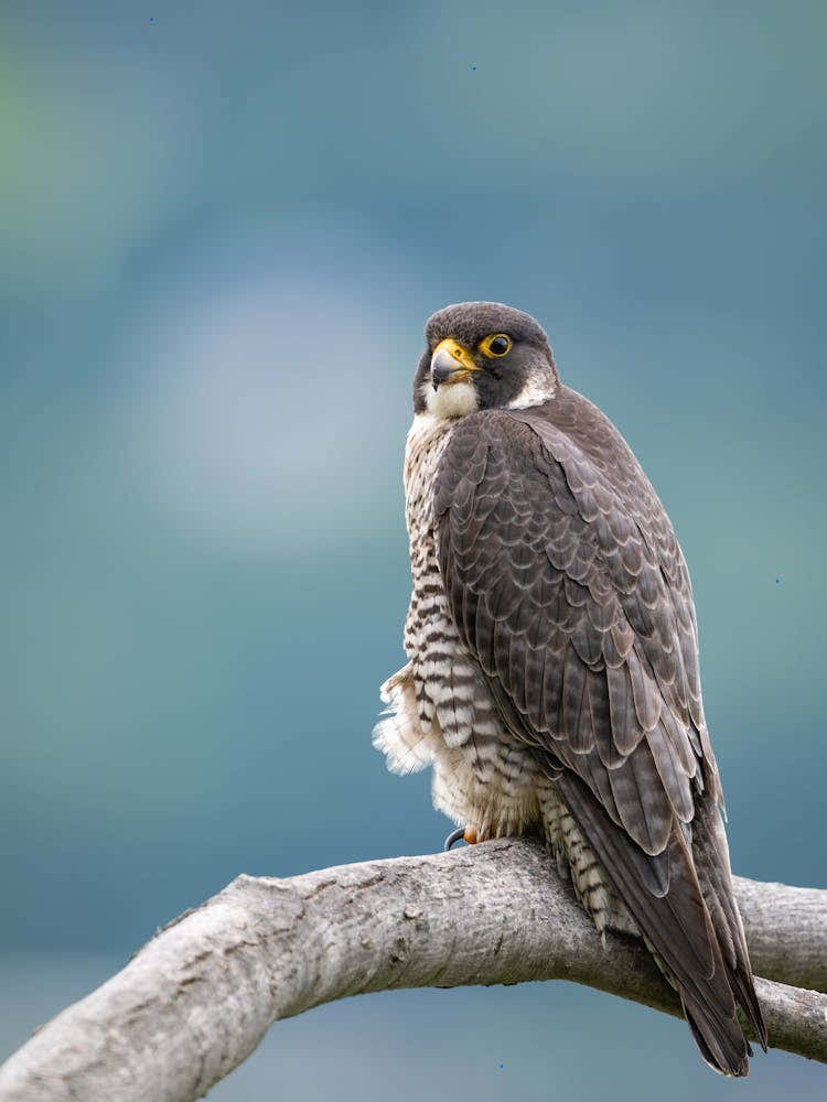 Peregrine Falcon