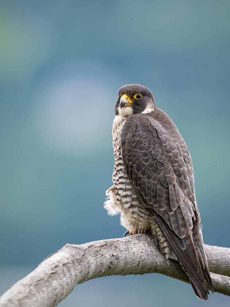 Peregrine Falcon