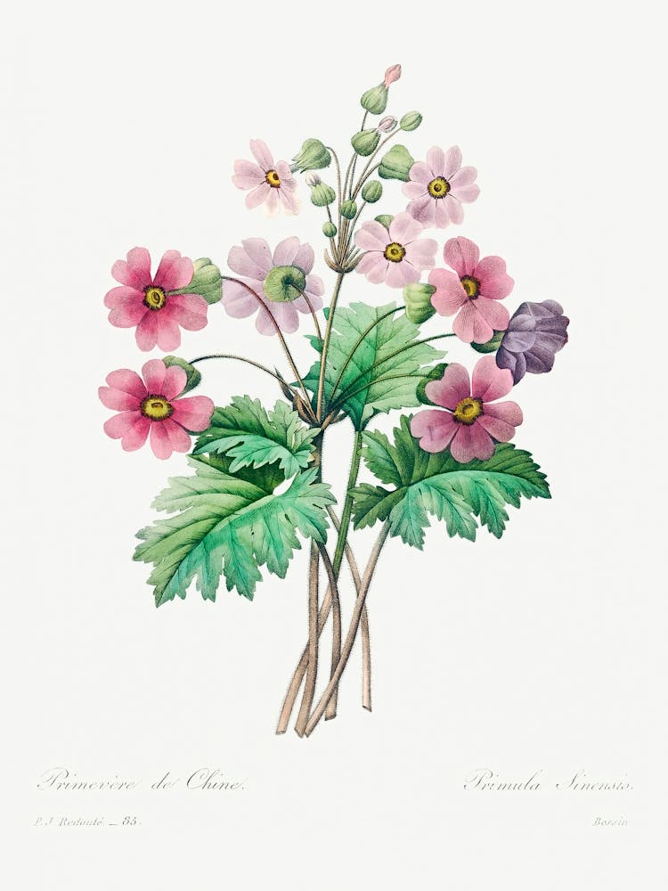 The Chinese Primrose, Pierre Joseph Redoute