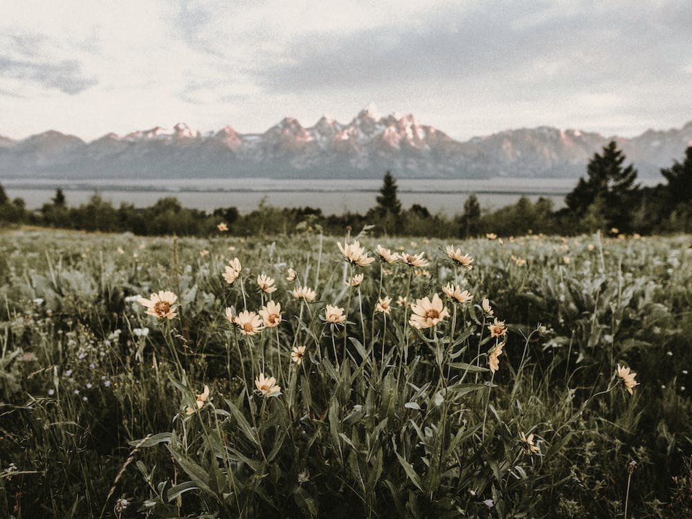 Teton Valley Flowers
