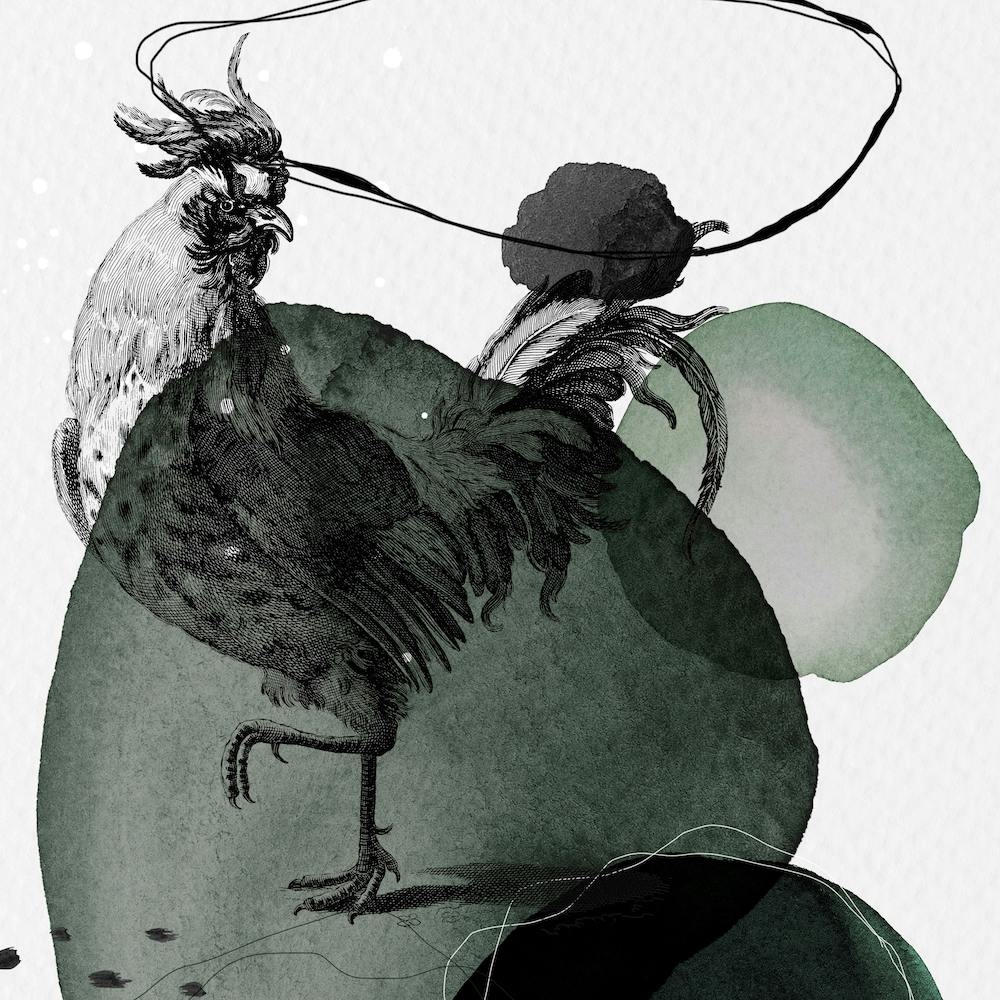 Feathered Friends Cockrel Black & Green Square