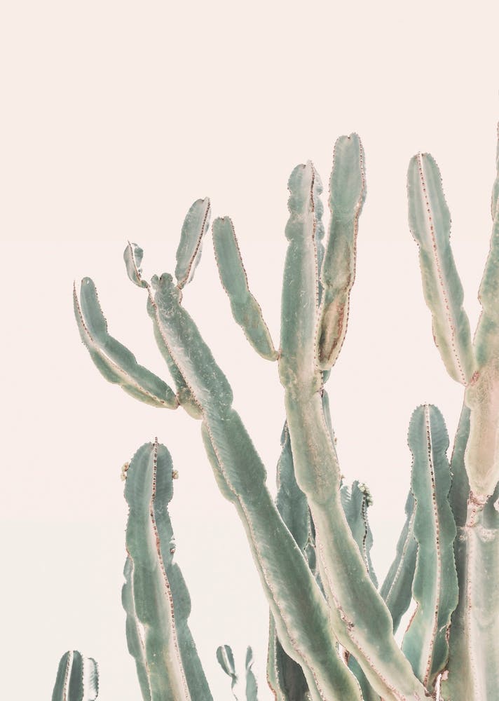 Sunset Cactus I