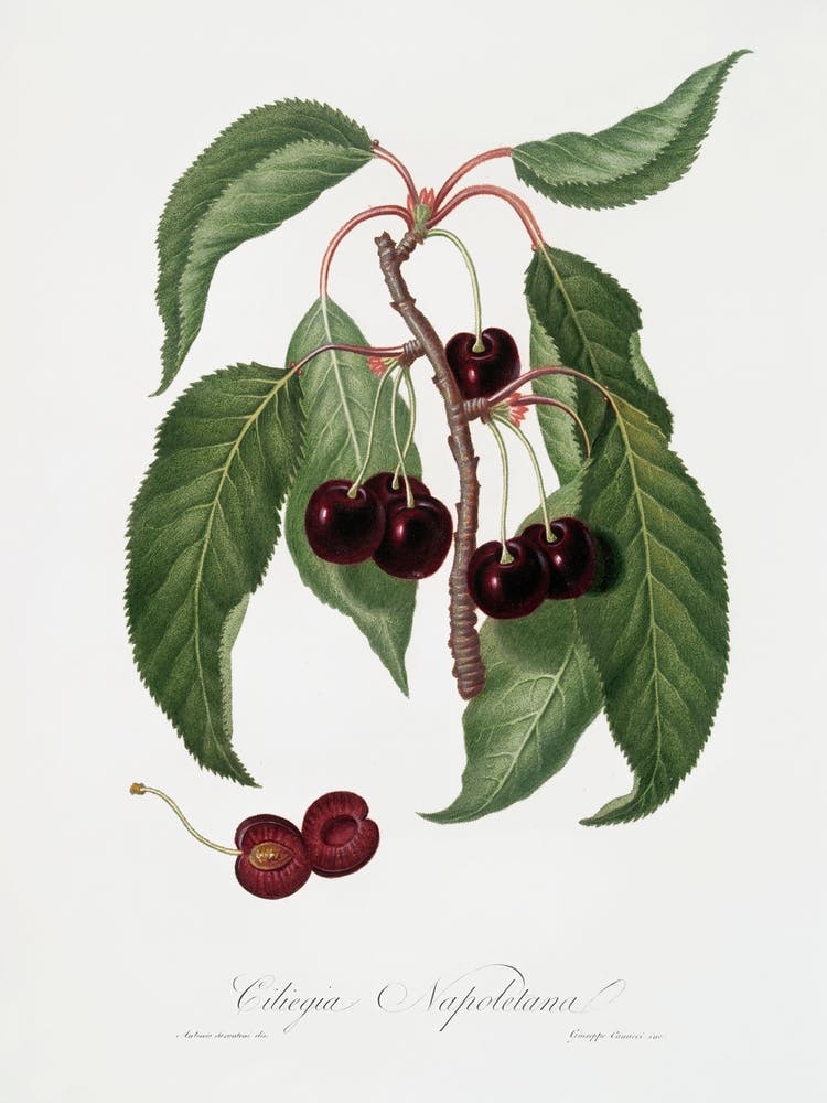 Hard Fleshed Cherry (Cerasus Duracina) From Pomona Italiana (1817 - 1839), Giorgio Gallesio