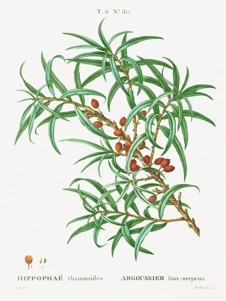 Common Sea Buckthorn, Pierre Joseph Redoute