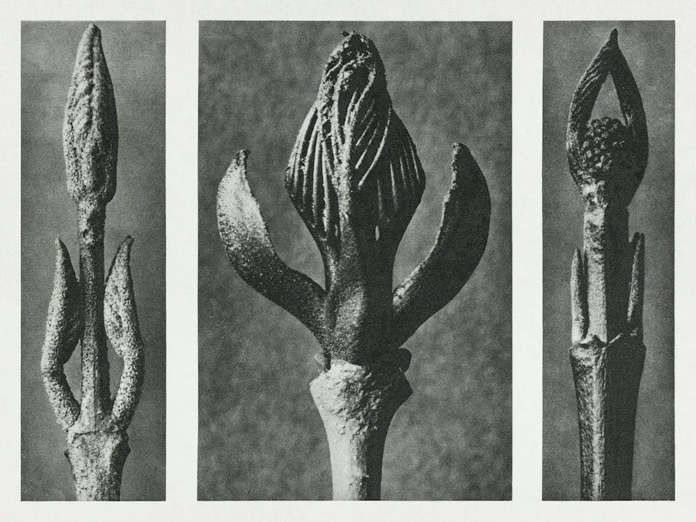 Beautyberry, Flowering Ash And Dogwood (1928), Karl Blossfeldt