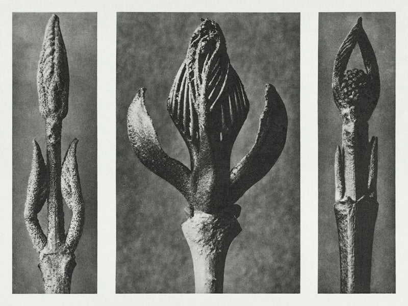 Beautyberry, Flowering Ash And Dogwood (1928), Karl Blossfeldt