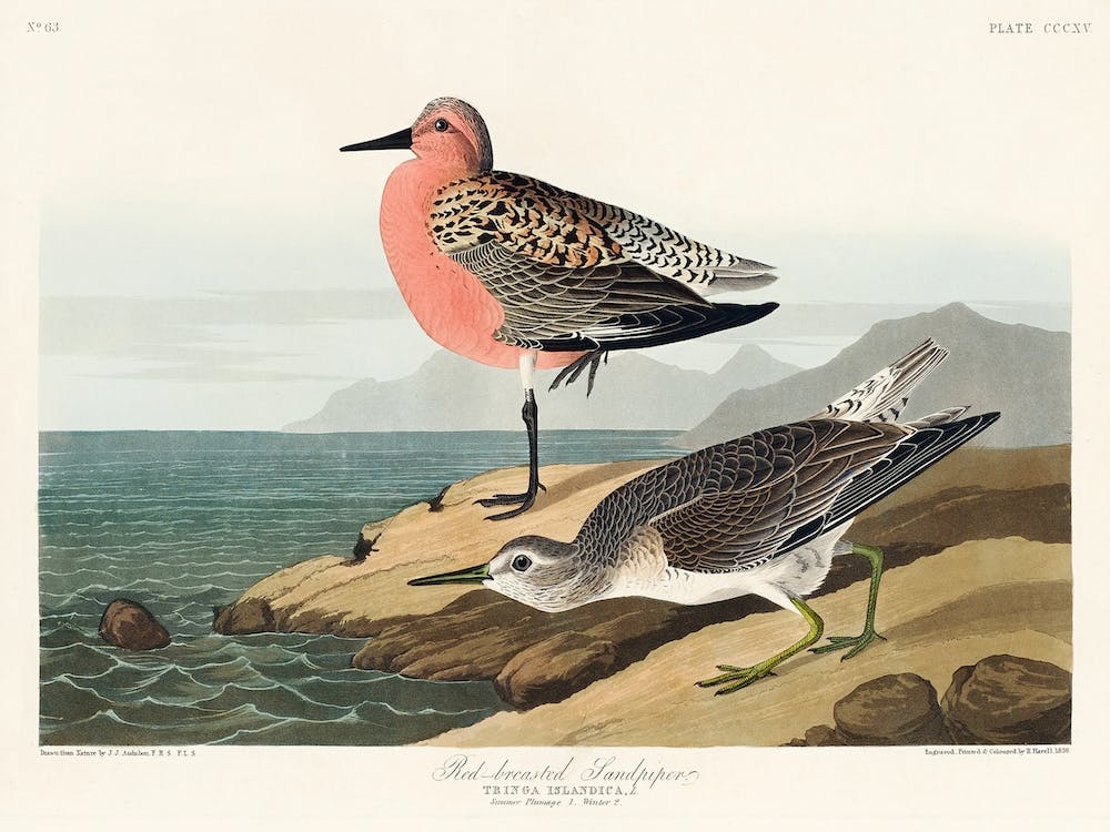 Red Breasted Sandpiper, Birds Of America, John James Audubon
