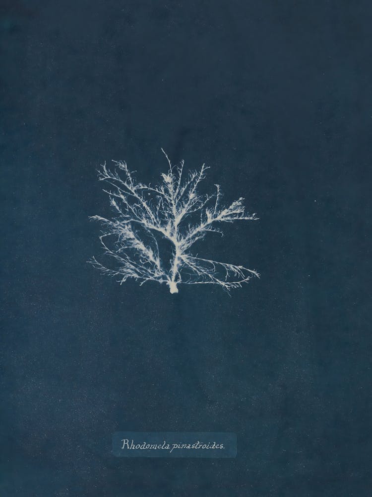 Arbre de Vie 22