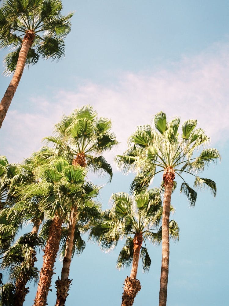 Palmtrees Of Morocco