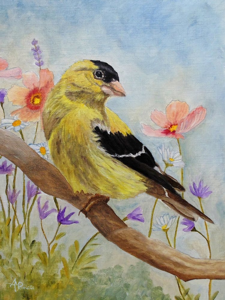 Early Spring American Goldfinch