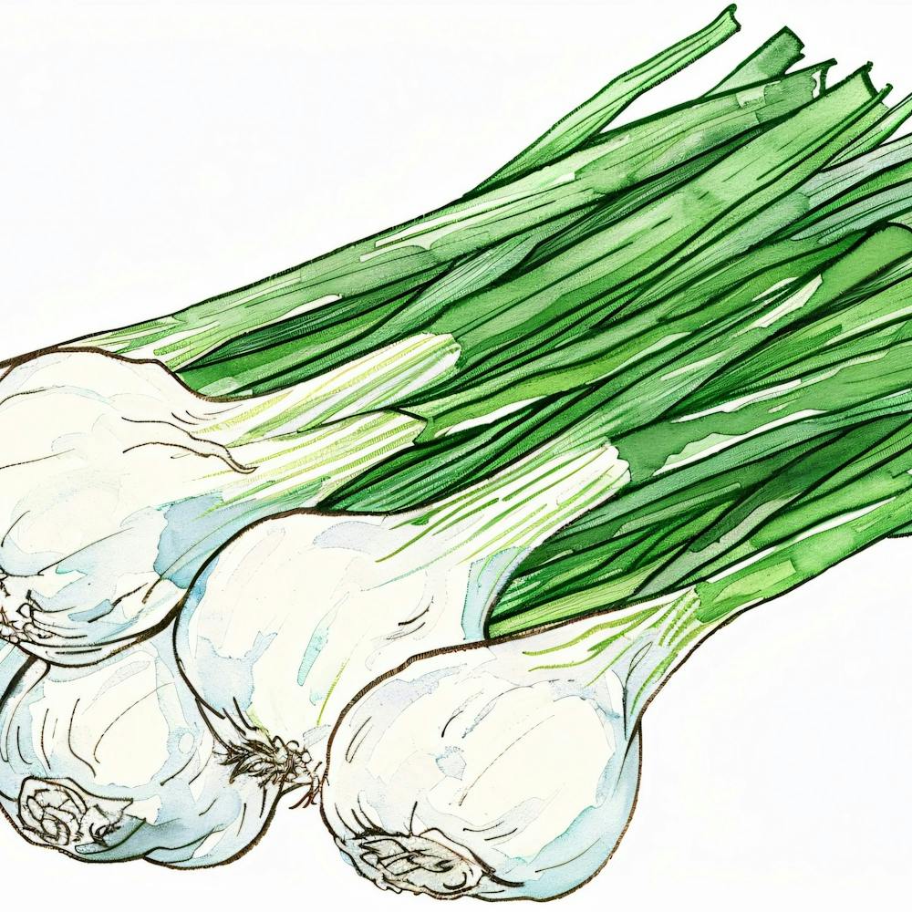 White Onions