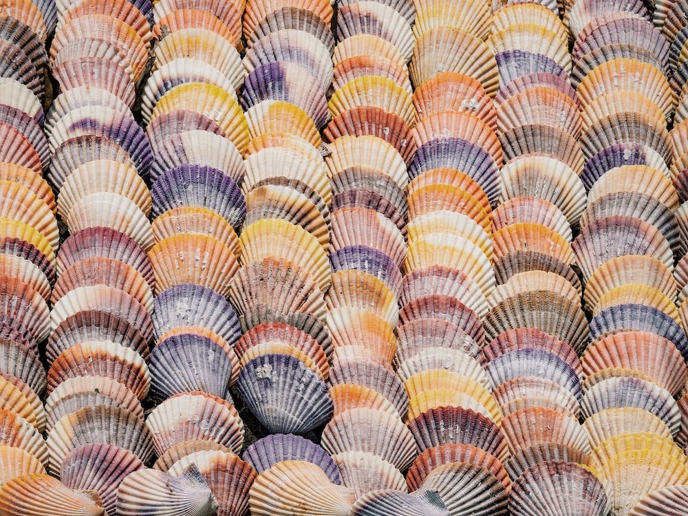 Seashells From Beach