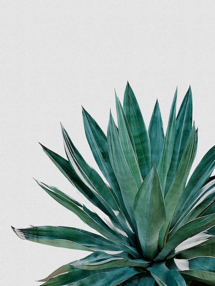 Agave Cactus
