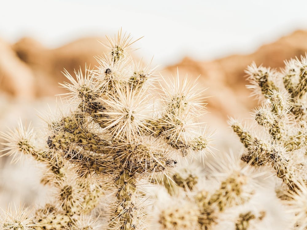 Desert Cholla Cactus