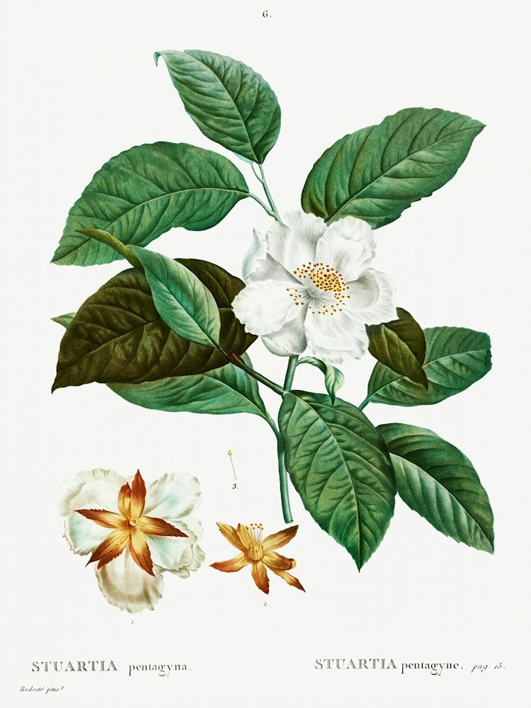Stewartia Pentagyna, Pierre Joseph Redoute