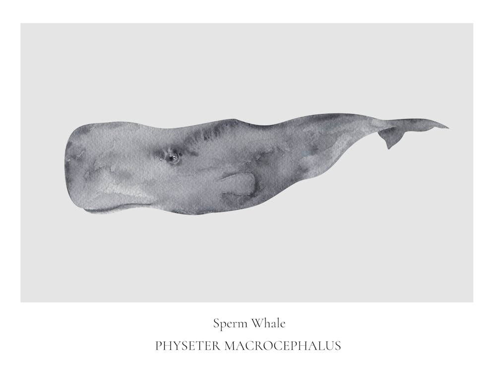 Sperm Whale