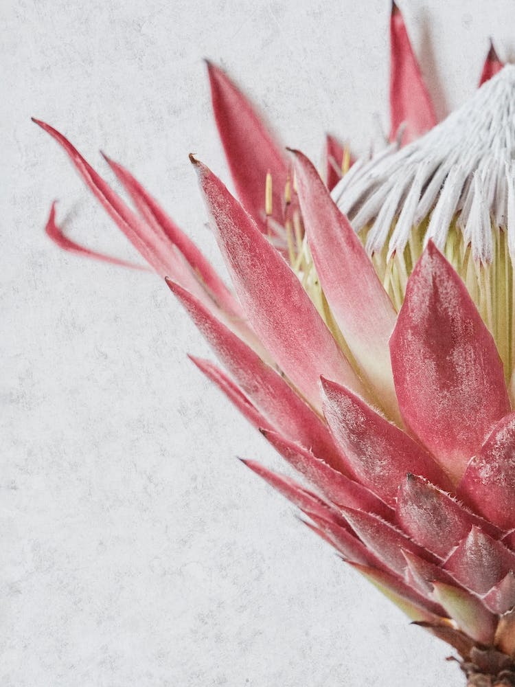 Protea Detail