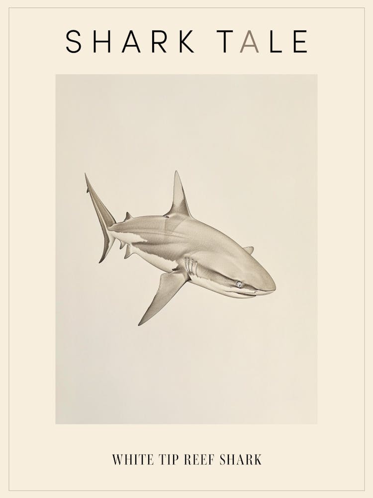 White Tip Reef Shark Vintage Illustration 2 Poster