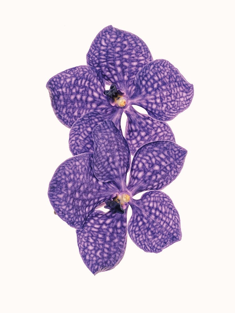 Flower VI