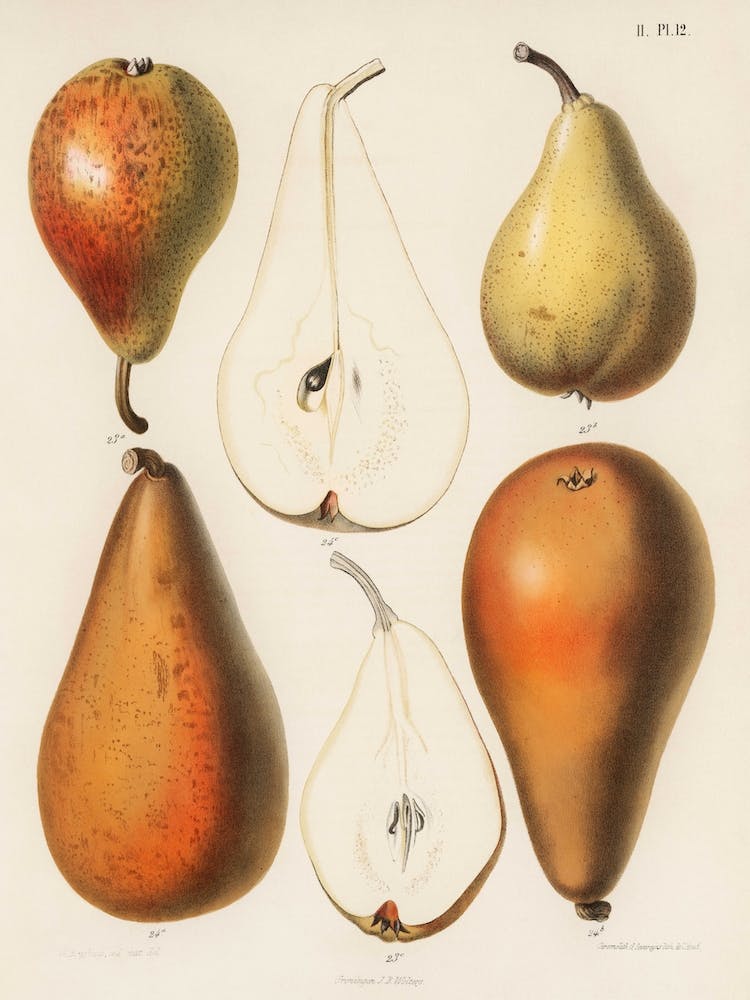 Fresh Pears