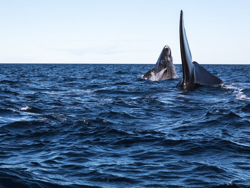 Humpback Whales
