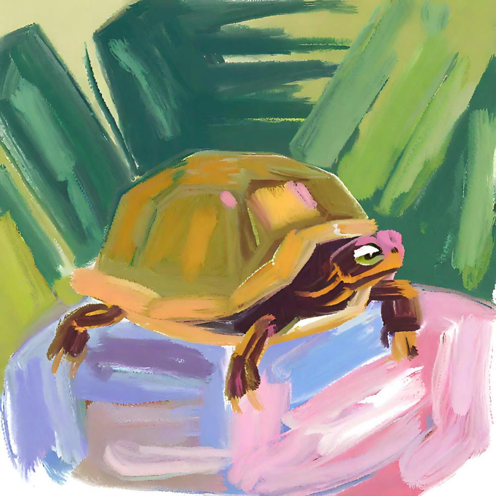 Box Turtle 04