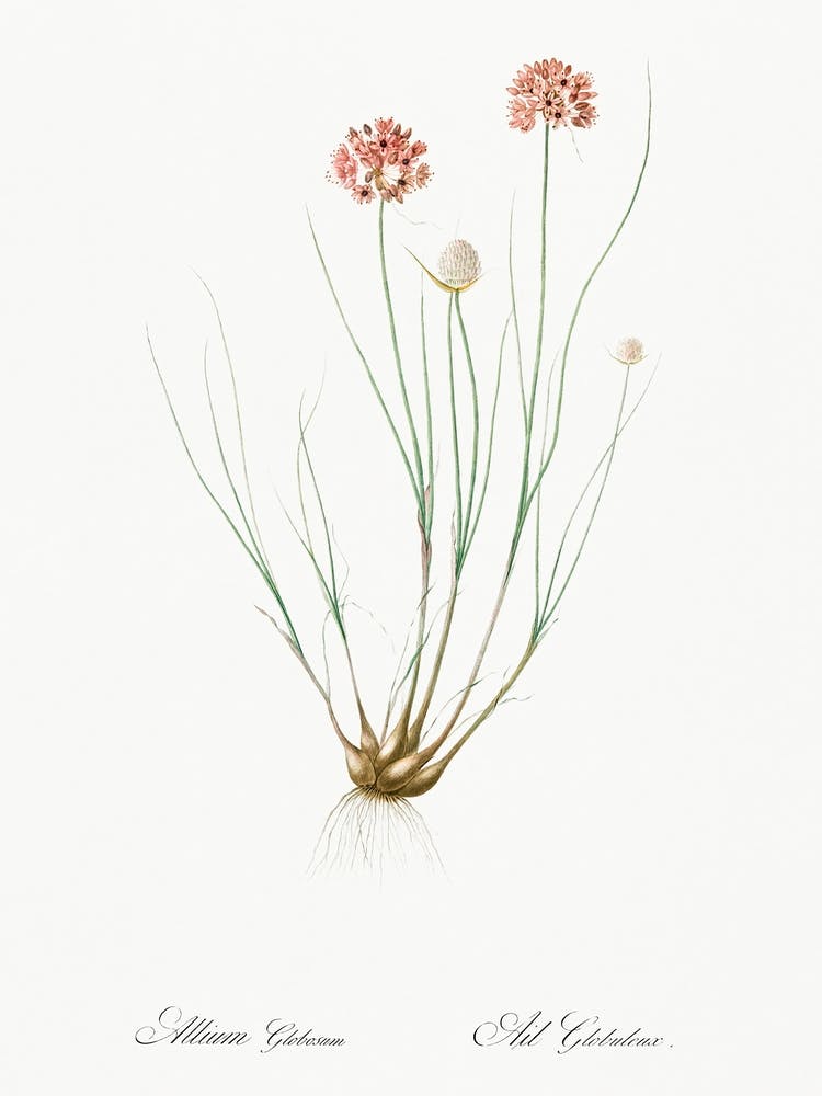 Allium Globosum Illustration From Les Liliacées (1805), Pierre Joseph Redoute