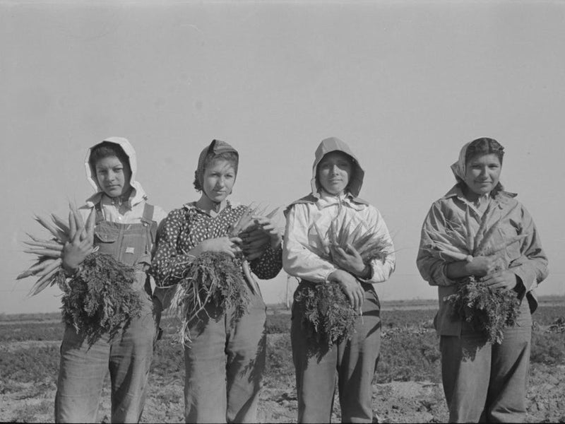 Mexican Girl, Carrot Worker, Edinburg, Texas By Russell Lee
