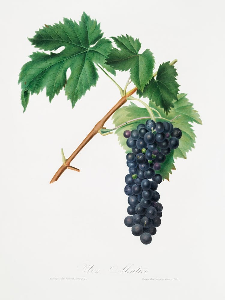 Black Aleatico Grape (Vitis Vinifera) From Pomona Italiana (1817 - 1839), Giorgio Gallesio