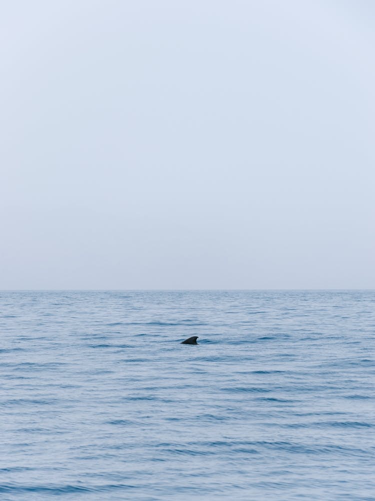 A pilot whale in the Atlantic Sea, Canary Islands
