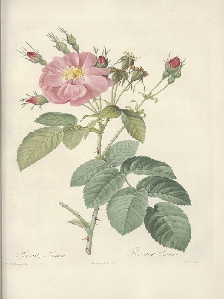Rosenillustration, Pierre Joseph Redoute, Pierre Joseph Redoute(109)