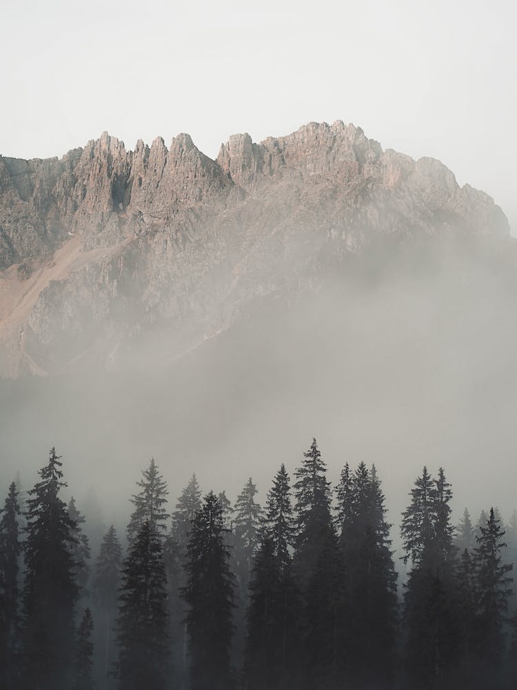 Forest Below Mountain