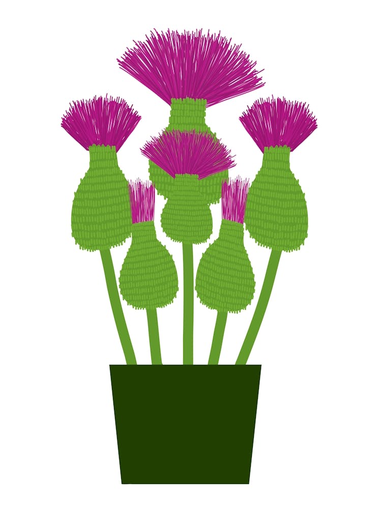 Thistles
