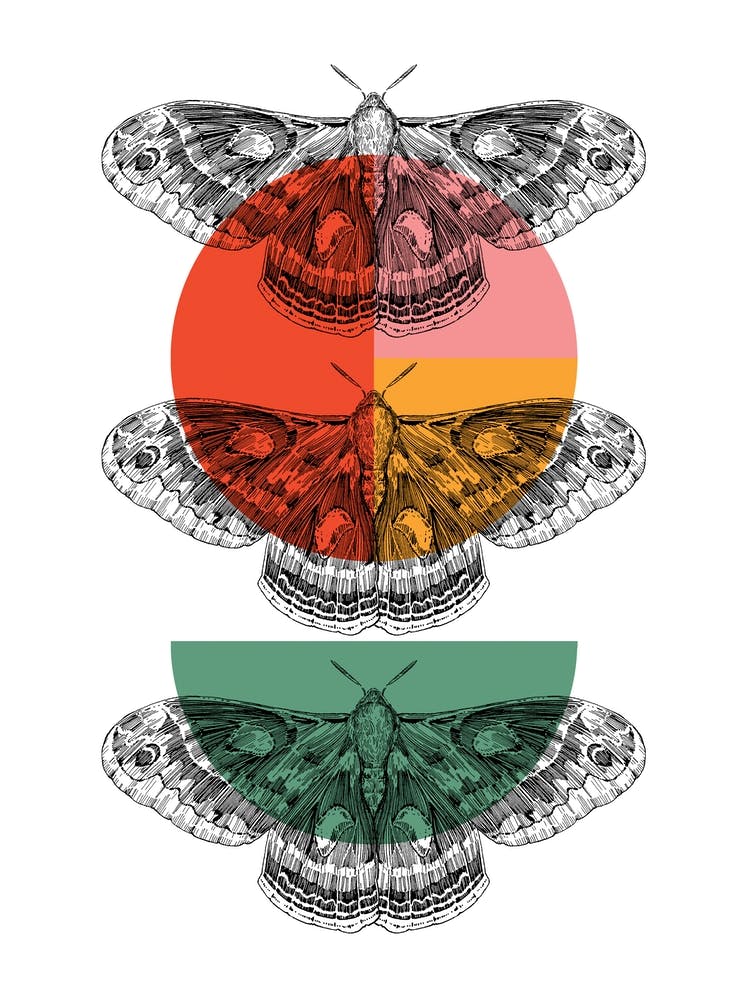 Colour Block Moths