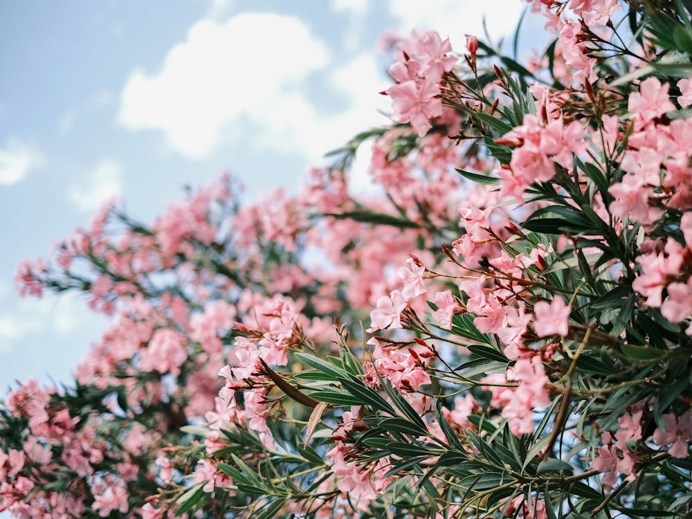Pink Flowers // Valencia, Spain, Travel & Nature Photography