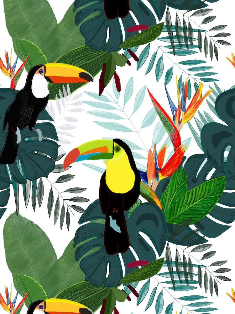 Toucan Bird Of Paradise