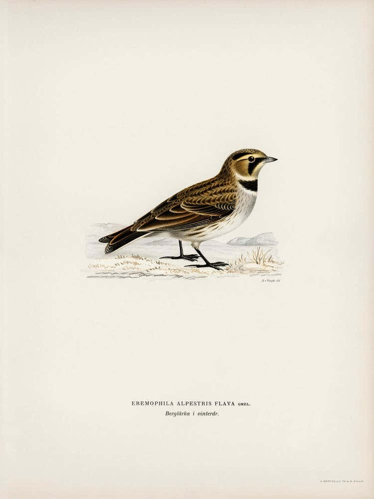 Horned Lark, The Von Wright Brothers