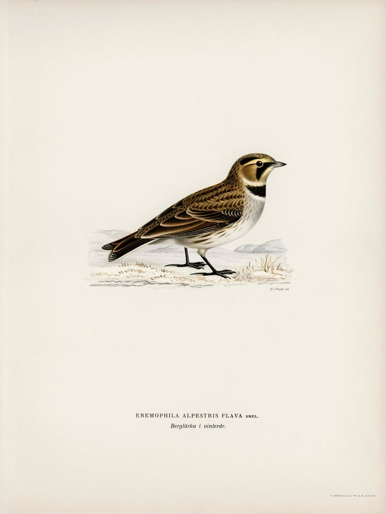 Horned Lark, The Von Wright Brothers